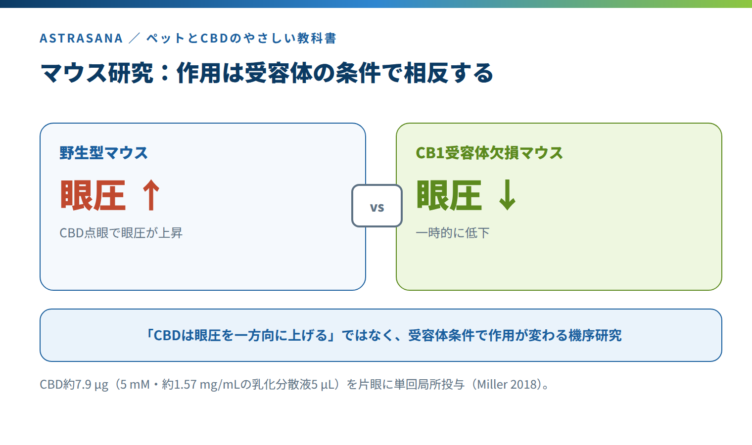マウス研究でCBDの眼圧作用が受容体条件で相反することの図
